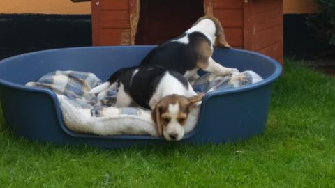 Reinrassige Beagle-Welpen tricolor