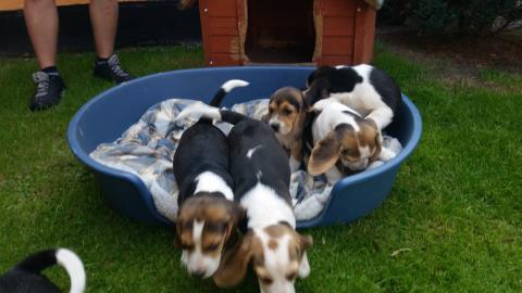 Reinrassige Beagle-Welpen tricolor