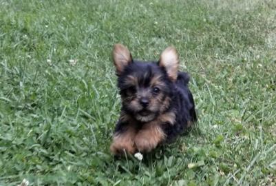 Erstaunliche Yorkshire-Terrier-Welpen