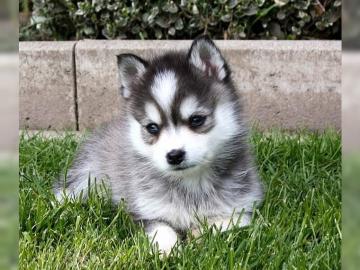 Reinrassige Pomsky Welpen