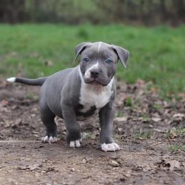American Blue-Line Pit Bull Terrier Welp