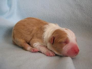 Border Collie puppies in ee-red color