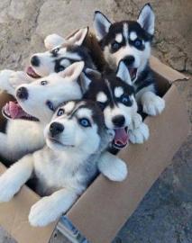 Lieferung fertig! Husky Welpe mit Papier