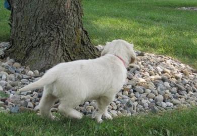 M?nnliche und weibliche Golden Retriever