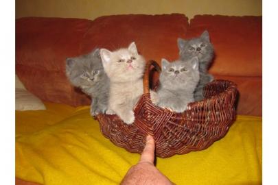 Britisch-Kurzhaar-Katzenbaybys zvk. 