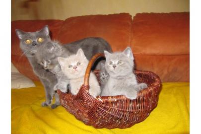 Britisch-Kurzhaar-Katzenbaybys zvk. 