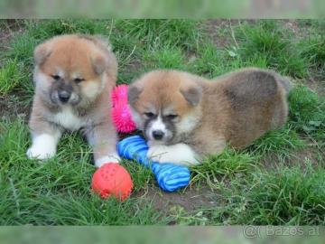 Shiba Inu welpen suchen neues Zuhause