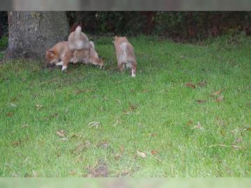 Shiba Inu Welpen mit pp