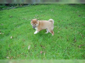 Shiba Inu Welpen mit pp