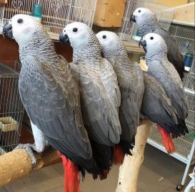 Aras / Macaws, Whatsapp +4915212101014