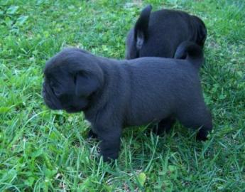 Mops Welpen (�165euros�)