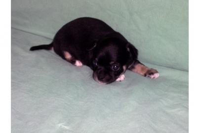 ++++ CHIHUAHUA Welpen - 2/2 - reinrassig ++++