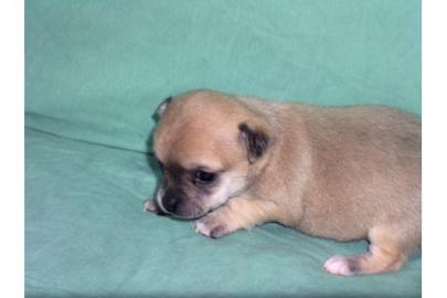++++ CHIHUAHUA Welpen - 2/2 - reinrassig ++++