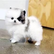 s??en Zwergspitz Pomeranian Welpen