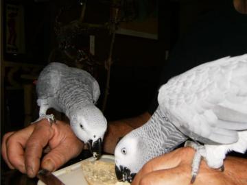 m�nnlicher und weiblicher Graupapagei