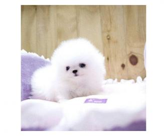 Zwergspitz Pomeranian welpen
