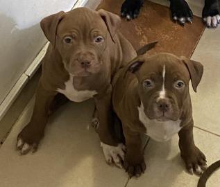 American bully xl