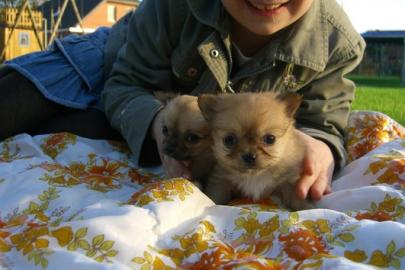 Wundersch�ne sehr typvolle Chihuahua Wel