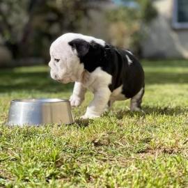 Wundersch?ne englische Bulldoggenwelpen