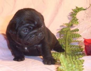 Wundersch�ne Mini mops welpen