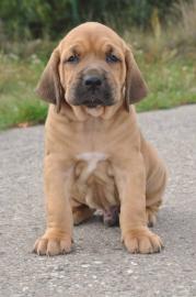 FILA BRASILEIRO mit Papiere