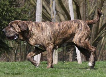 FILA BRASILEIRO mit Papiere