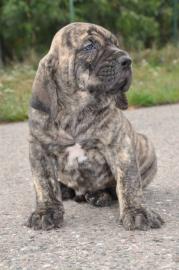 FILA BRASILEIRO mit Papiere