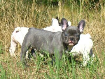 Reinrassige Franz?sische Bulldogge Welpe