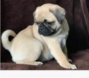 H�bsche 12 Wochen alte Mops-Welpen Whats