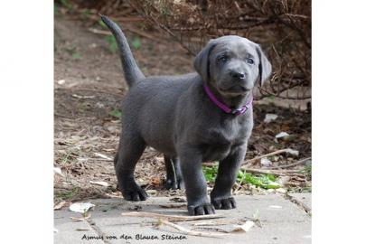 Labrador Retriever Welpen zu verkaufen