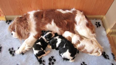 Cavalier KCH spaniel mit Stammbaum
