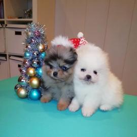 Jovial Teacup Pomeranian Pups Verf?gbar