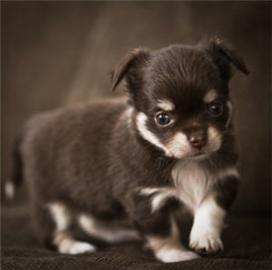 Hervorragende Chihuahua Welpen. 