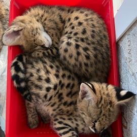 Karakal- und Serval-K�tzchen