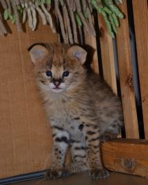 Karakal- und Serval-K�tzchen