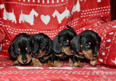 S??e mini Dakel hund welpen whatsapp Num