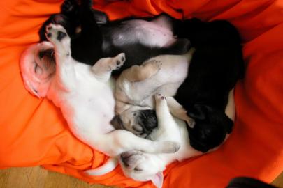 Zwei wundersch�ne Mops - Welpen