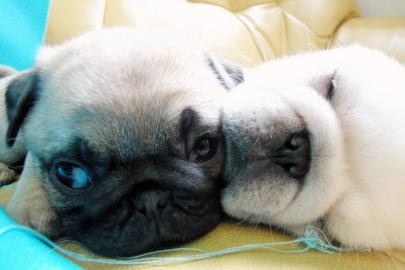 Zwei wundersch�ne Mops - Welpen