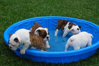 Englische Bulldogge Welpen