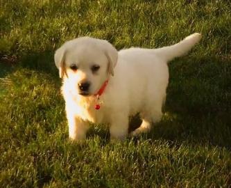 Wir haben zwei Labrador Retriever Welpen