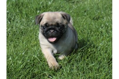 Mops Welpen in liebevolle H�nde abzugebe