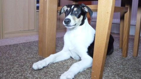 Kurzhaarcollie