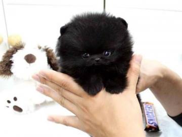 Zwergspitzwelpen/ Pomeranian