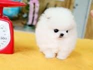 Zwergspitzwelpen/ Pomeranian