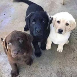 Wundersch?ne Labrador Retriever Welpen z