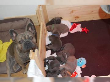 Franz�sische Bulldoggen Welpen