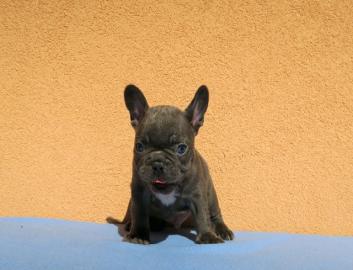 Welpe der franz�sischen Bulldogge