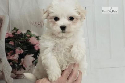 Sweet puppies for sale