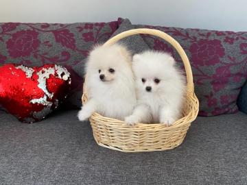 Reinrassige Zwergspitz / Pomeranian welp