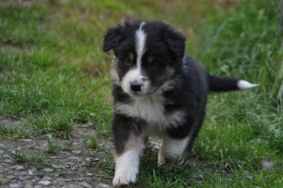 Australian Shepherd Welpen, in tollen Fa